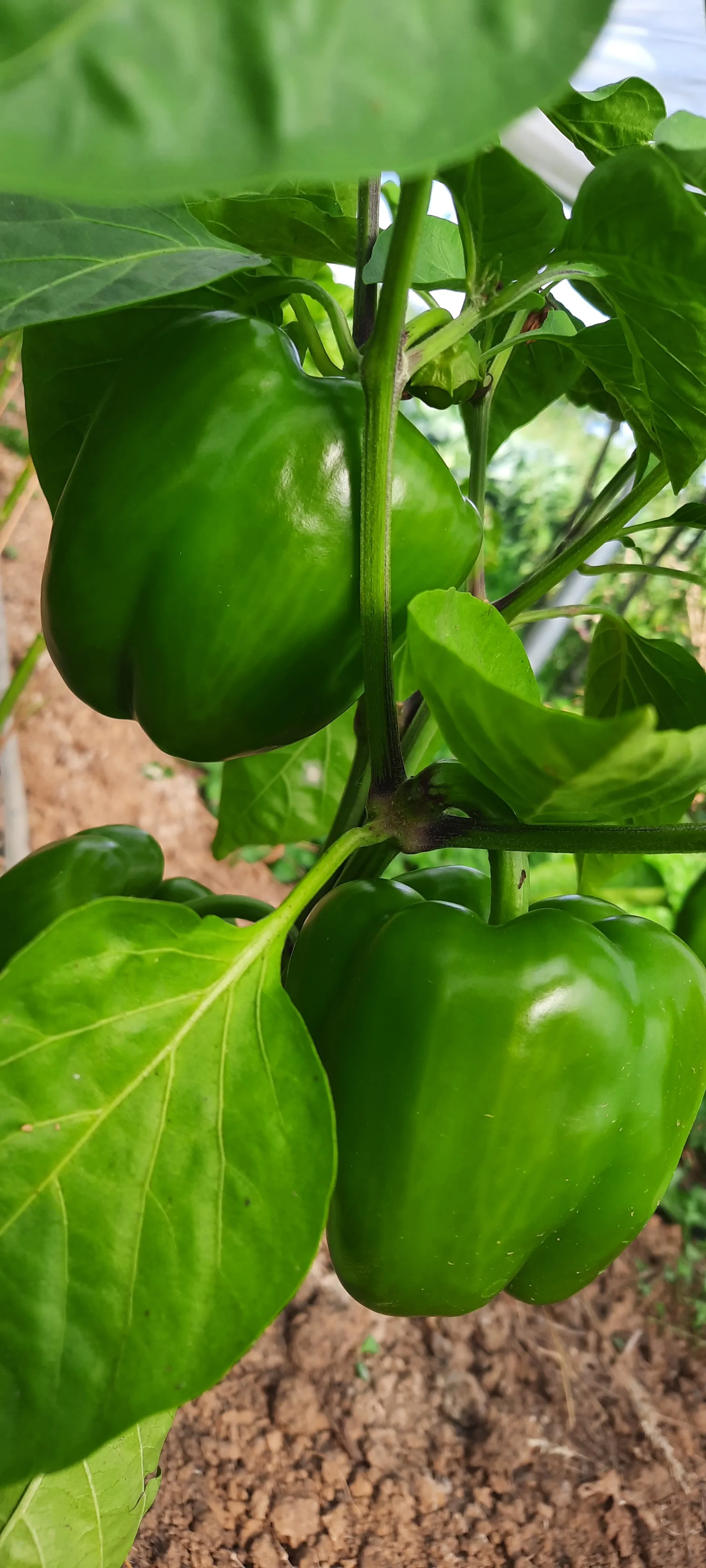Poivrons cultivés dans notre potager