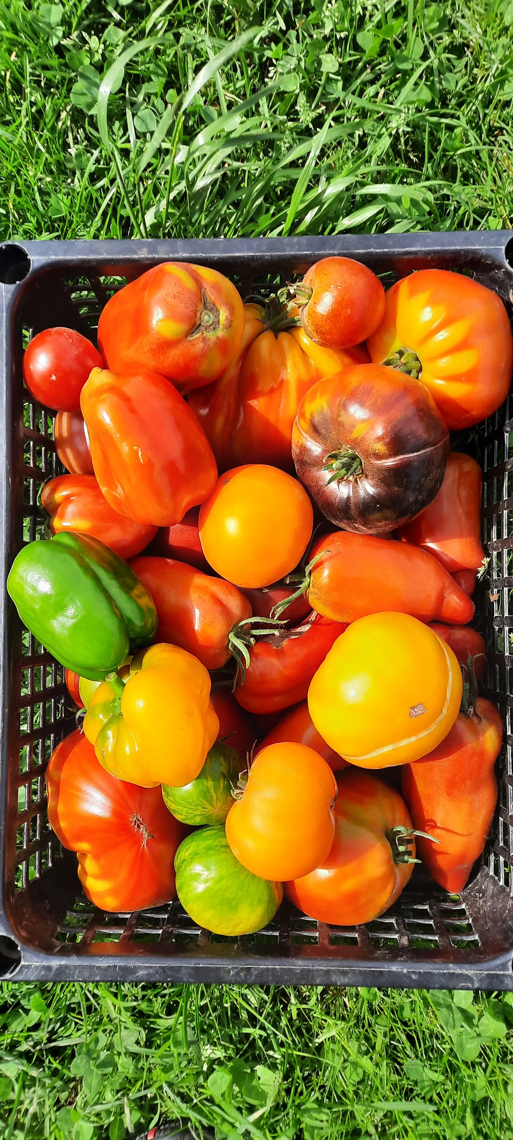 Panier de tomates colorées posé dans l’herbe