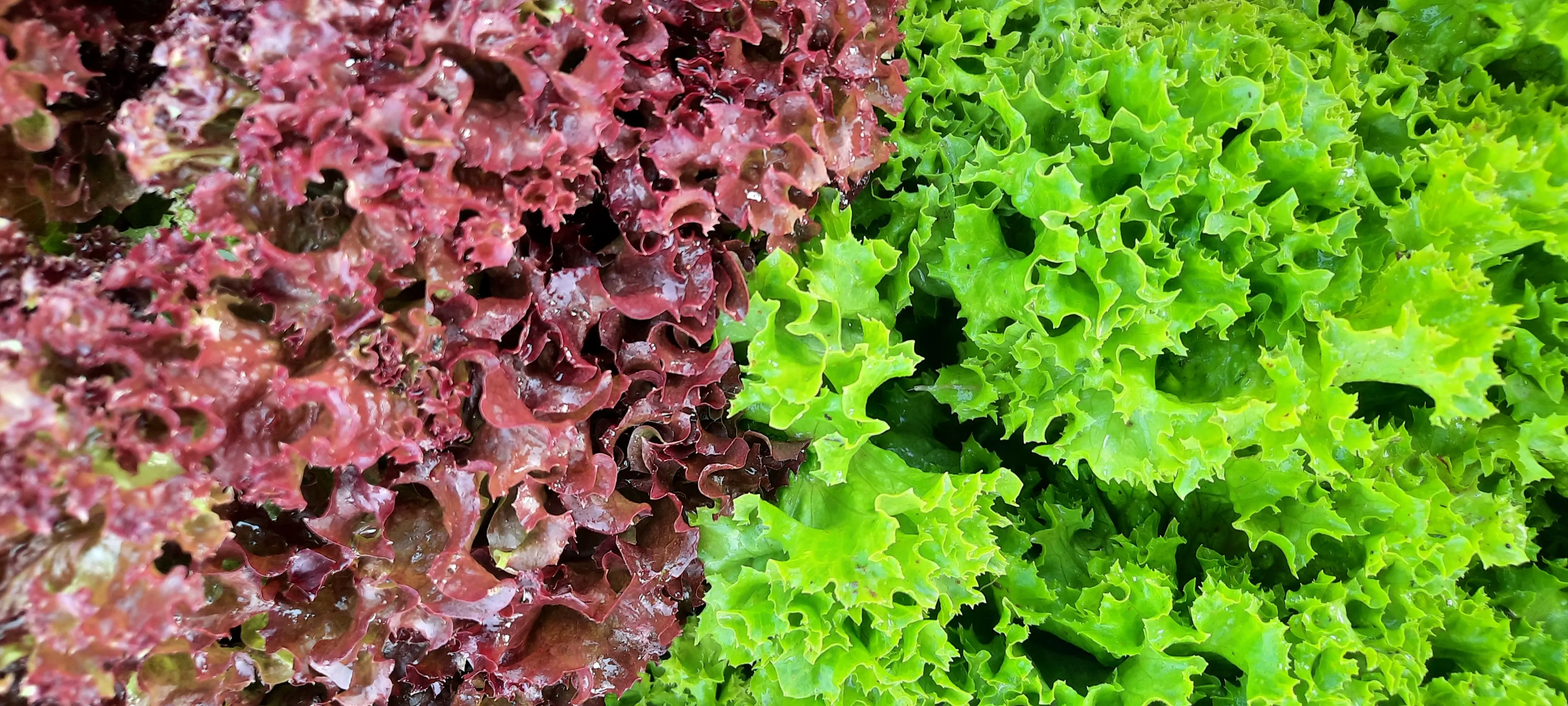 Salades rouges et vertes côte à côte