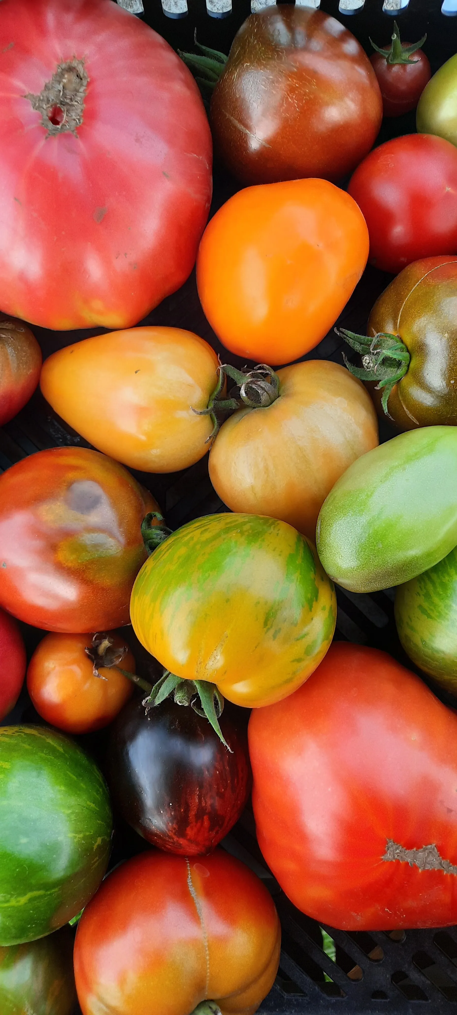 Assortiment de tomates anciennes multicolores